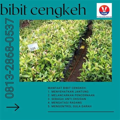 LANGSUNG PETANI !!, CALL 0813-2868-0537, Bibit Cengkeh Bersertifikat ...