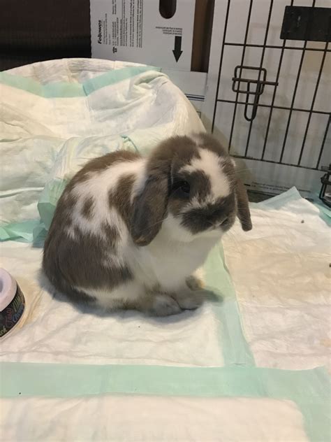 Holland Lop Rabbits For Sale Belton Tx 285652