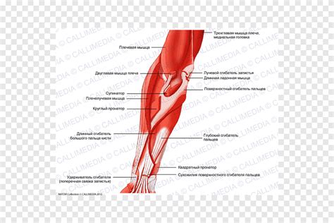 Thumb Elbow Anterior Compartment Of The Forearm Muscle Arm Text Hand