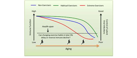 Proposed Relationship Between Exercise Habits And Immune Function