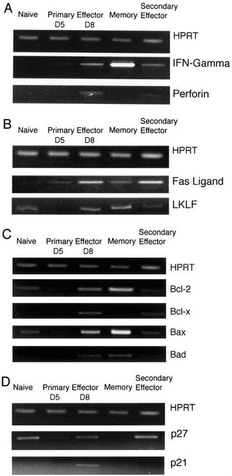 Gene Expression In Antigen Specific Cd8 T Cells During Viral