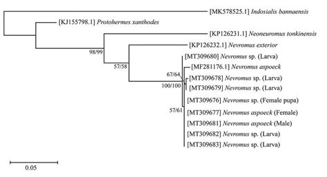 Maximum Likelihood Ml And Neighbor Joining Nj Tree Of Nevromus