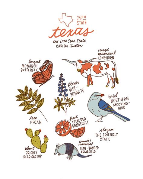 Texas State Symbols | Texas illustration, Texas symbols, State symbols