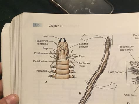 Clam Worm Diagram Diagram Quizlet