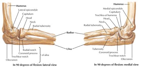 Elbow Forearm Joint Diagram Quizlet