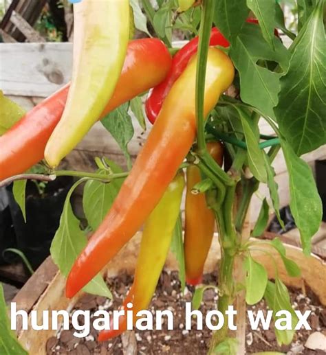 Hungarian Hot Wax Bay Chillis