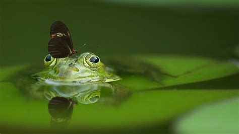 Soothing Singing Frogs Natural Relaxing Sounds 1h Youtube