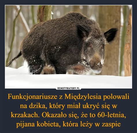 Funkcjonariusze Z Mi Dzylesia Polowali Na Dzika Kt Ry Mia Ukry Si W