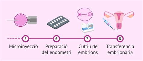 Fases Del Proc S D Una Icsi