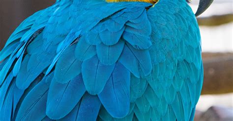 Blue Macaw Parrot · Free Stock Photo