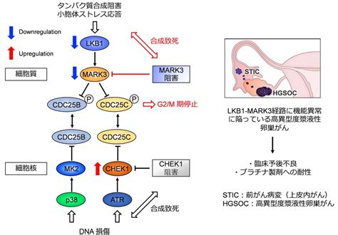 卵巣がんの新しい治療標的を同定 －がん研究に医療ビッグデータとコンピュータ科学を活用－ 国立がん研究センター 研究所