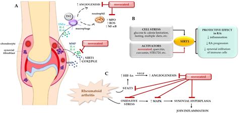 Role Of Sirtuins In The Pathogenesis Of Rheumatoid Arthritis