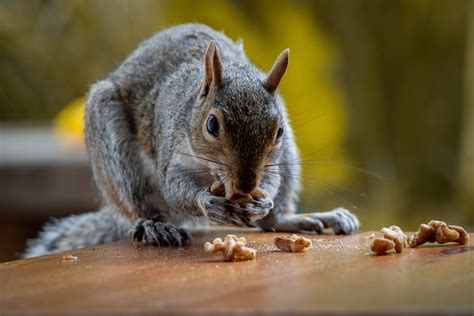 Gray Squirrel Eating Nuts · Free Stock Photo