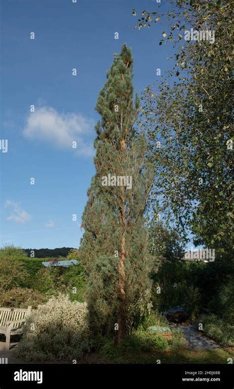 Summer Green Foliage Of A Tall Narrow Evergreen Coniferous Fastigiate