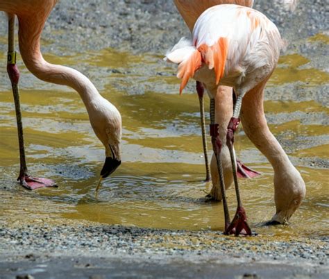 Pink Flamingos Free Stock Photo - Public Domain Pictures