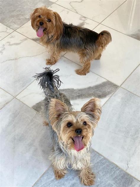 Adorable Yorkshire Terriers Yorker Seeking Loving Homes Classifieds