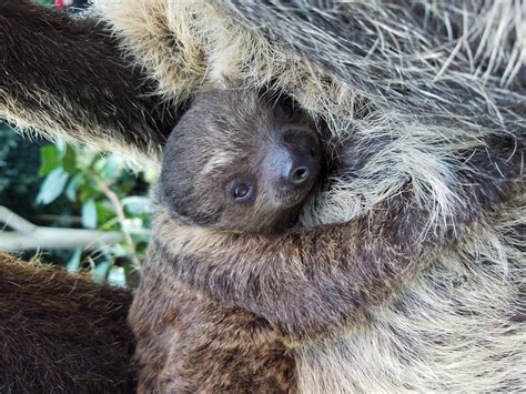 Lincoln Park Zoo Sloth
