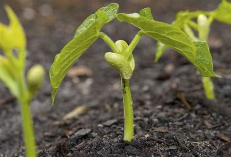 Qué analizar durante el crecimiento de la planta CONtexto Ganadero