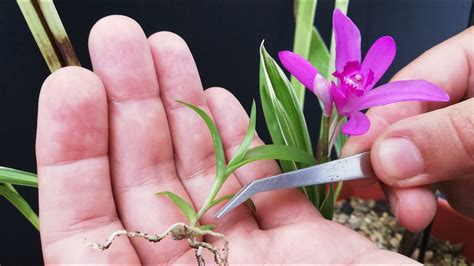 Nacieron las Orquídeas Aprende a reproducir orquídeas en casa YouTube