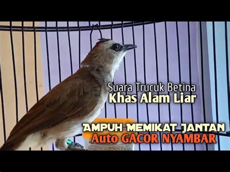 Trucuk Betina Memanggil Jantan Suara Pikat Ampuh Untuk Terapi Trucukan