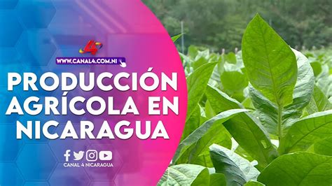 Avanza El Actual Ciclo De Producci N Agr Cola En Nicaragua Youtube