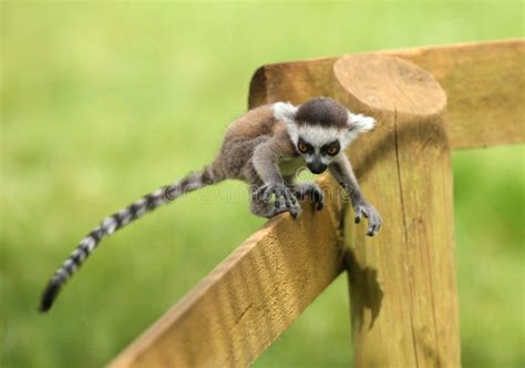 Baby Ring-Tailed Lemur stock photo. Image of lemur, animal - 25734788