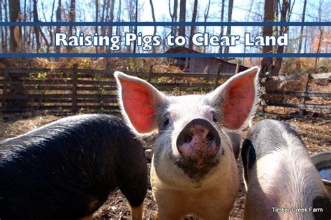 Raising Pigs To Clear Land Timber Creek Farm