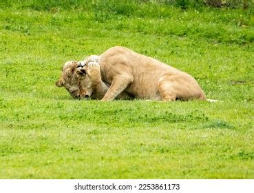 Two Female Lions Play Fighting Stock Photo 2253861169 | Shutterstock