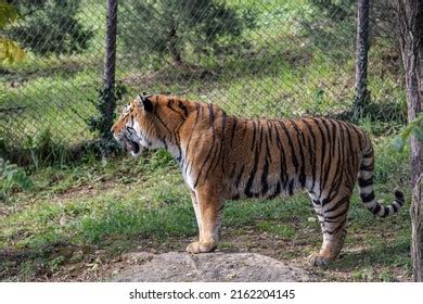 Siberian Tiger Amur Tiger Population Tiger Stock Photo 2162204145 | Shutterstock