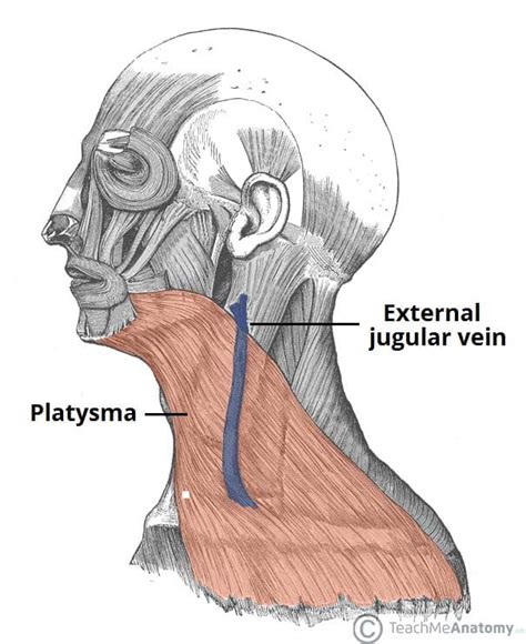 Fascial Layers Deep Superficial Teachmeanatomy