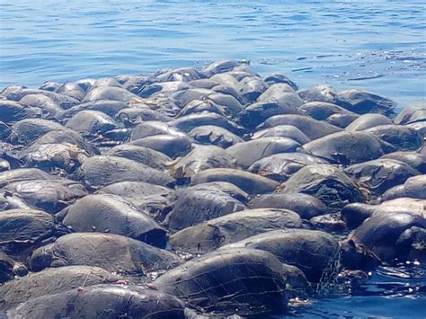 Hallan unas 300 tortugas muertas en el sur de México autoridades