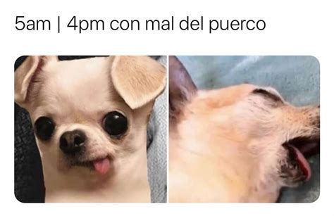 Am Pm Con Mal Del Puerco Memes