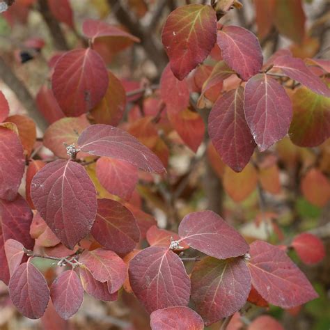 Viburnum Carlesii Spice Girl® White Flower Farm