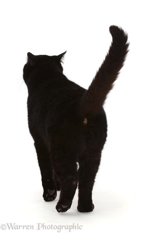 Black Cat Walking Away Photo Wp48732