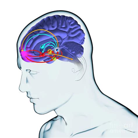 Brain Reward Pathway Photograph By Fernando Da Cunha Science Photo