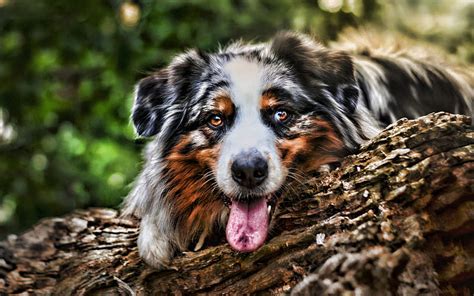 1080p Free Download Australian Shepherd Summer R Bokeh Forest