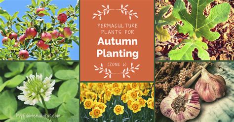 8 Useful Permaculture Plants For Autumn Planting When You Re Not Ready