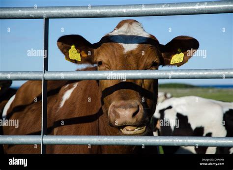 Glückliche kuh Fotos und Bildmaterial in hoher Auflösung Alamy