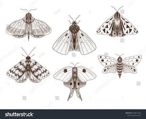 Set Moth Pencil Drawing Hand Sketch Stock Illustration 1998218252