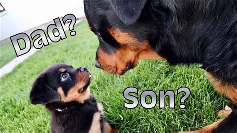 Rottweiler Puppy Meets His Dad For The First Time Does He Recognize