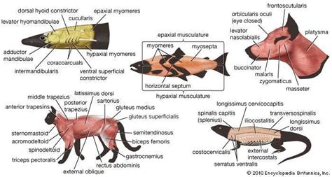 Epaxial muscle | anatomy | Britannica.com