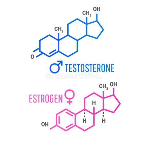 Structure De Molecula De Testostérone Et Doestrogène Ligne Bleue Et