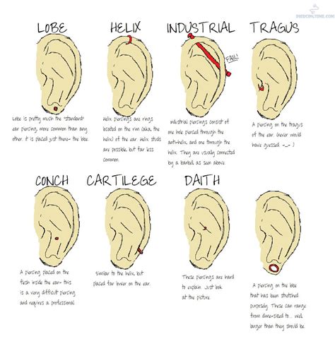 Ear Piercing Diagram - exatin.info