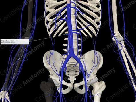 Right Renal Vein | Complete Anatomy