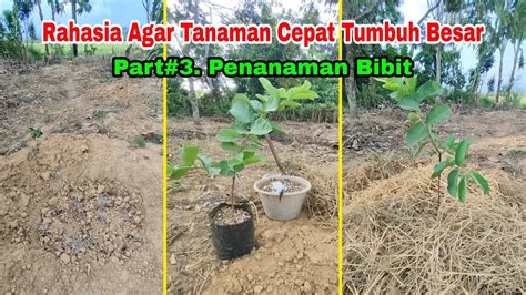 Rahasia Agar Tanaman Cepat Tumbuh Besar Part 3 Penanaman Bibit YouTube