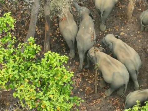 Elephants Destroyed Crops Of 23 Farmers In 7 Days In Korba कोरबा में