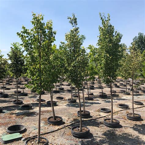 Greenspire Linden Tree – Southern Idaho Landscape Center