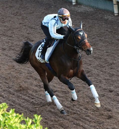 【マーメイドs】ミッキーゴージャス逆襲態勢整った！安田翔師「コンディションは良さそう」 スポニチ競馬web