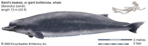 beaked whale | Definition, History, & Scope | Britannica.com