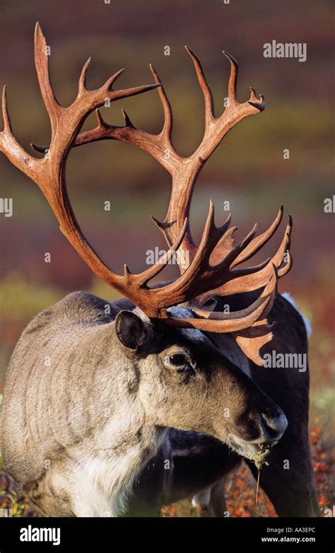 Large porcupine caribou herd northern hi-res stock photography and ...